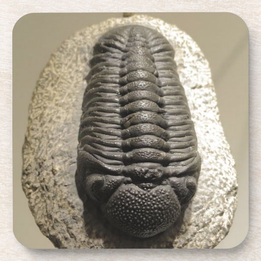 Mooie foto van Phacops trilobite fossiel Drankjes Onderzetter (Voorkant)
