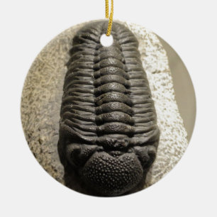 Mooie foto van Phacops trilobite fossiel Keramisch Ornament