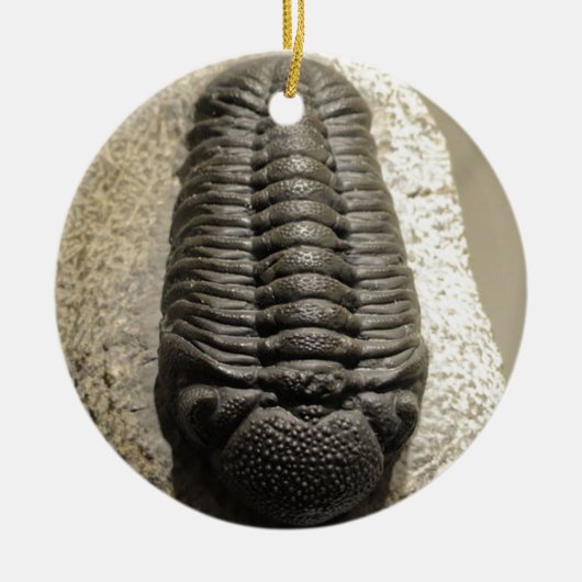 Mooie foto van Phacops trilobite fossiel Keramisch Ornament (Voorkant)