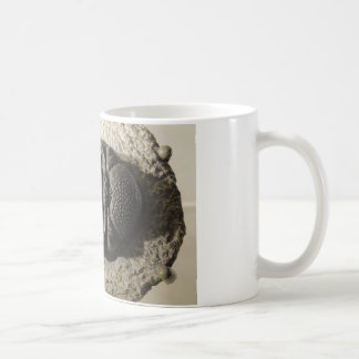 Mooie foto van Phacops trilobite fossiel Koffiemok