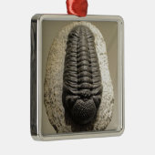 Mooie foto van Phacops trilobite fossiel Metalen Ornament (Rechts)