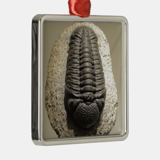 Mooie foto van Phacops trilobite fossiel Metalen Ornament (Rechts)