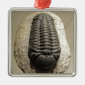 Mooie foto van Phacops trilobite fossiel Metalen Ornament (Voorkant)