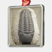 Mooie foto van Phacops trilobite fossiel Metalen Ornament (Links)