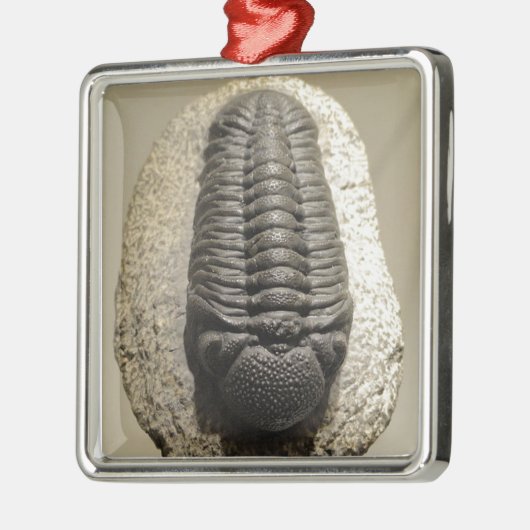 Mooie foto van Phacops trilobite fossiel Metalen Ornament (Links)