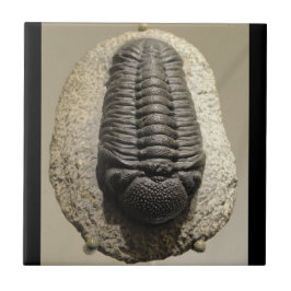 Mooie foto van Phacops trilobite fossiel Tegeltje