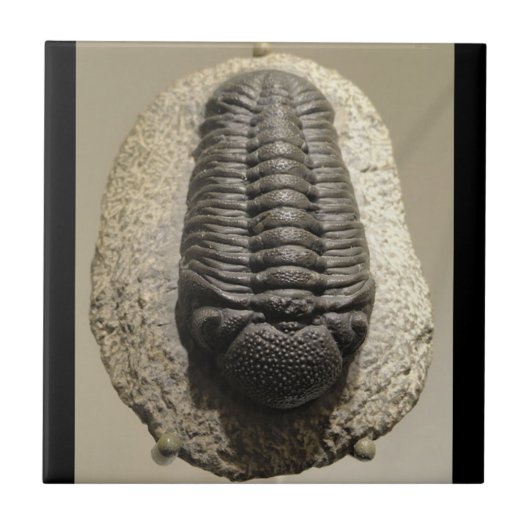 Mooie foto van Phacops trilobite fossiel Tegeltje (Voorkant)