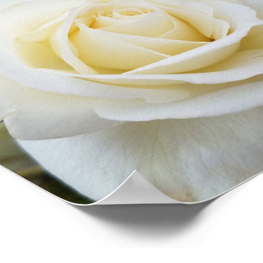 Mooie foto van pristine witte rozen poster (Hoek)