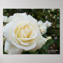 Mooie foto van pristine witte rozen poster