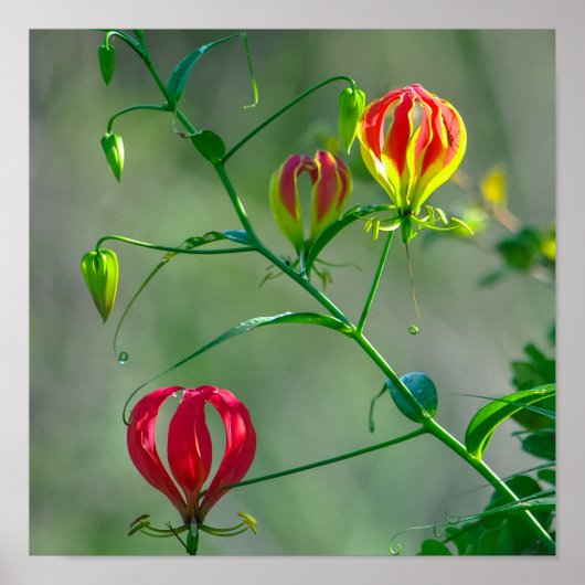 Mooie foto van Red en Yellow Flame Lily Poster (Voorkant)