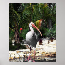 Mooie foto van tropische vogels
