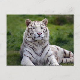 Mooie foto van White Tiger Briefkaart