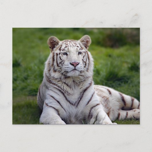 Mooie foto van White Tiger Briefkaart (Voorkant)