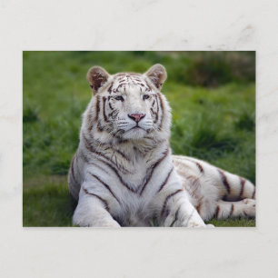 Mooie foto van White Tiger Briefkaart