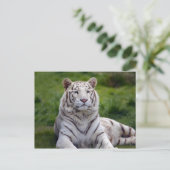Mooie foto van White Tiger Briefkaart (Staand voorkant)