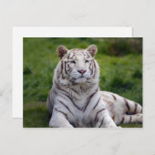 Mooie foto van White Tiger Briefkaart (Voorkant / Achterkant)