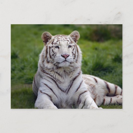 Mooie foto van White Tiger Briefkaart (Voorkant)