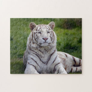 Mooie foto van White Tiger Legpuzzel