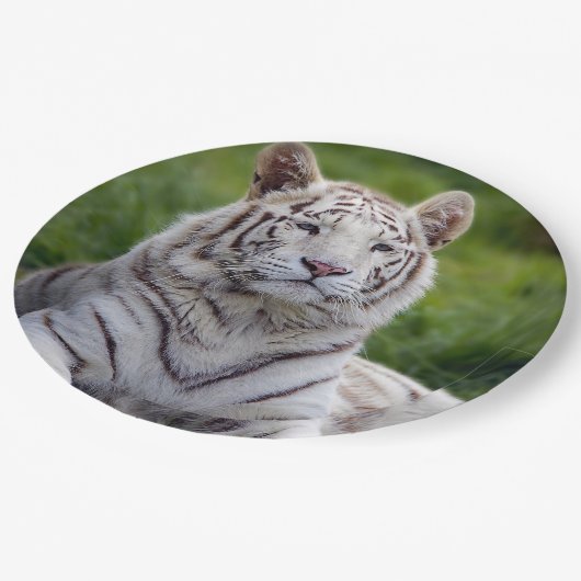 Mooie foto van White Tiger Papieren Bordje (Gekanteld)