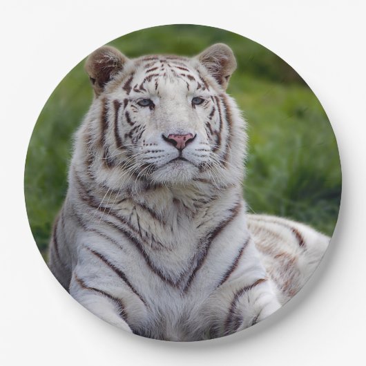 Mooie foto van White Tiger Papieren Bordje (Voorkant)