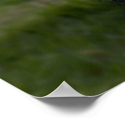 Mooie foto van White Tiger Poster (Hoek)