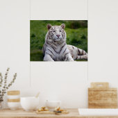 Mooie foto van White Tiger Poster (Keuken)