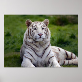 Mooie foto van White Tiger Poster