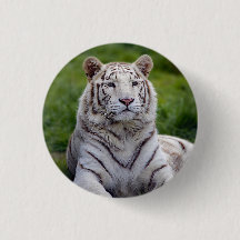 Mooie foto van White Tiger