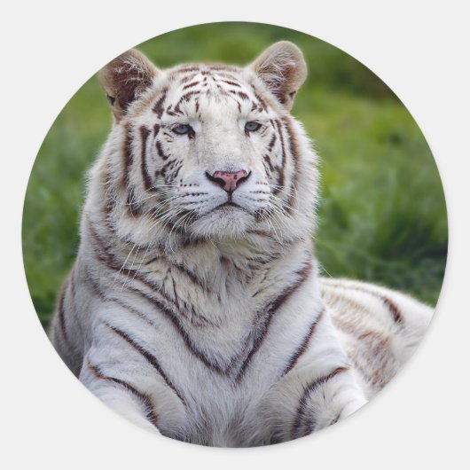 Mooie foto van White Tiger Ronde Sticker (Voorkant)