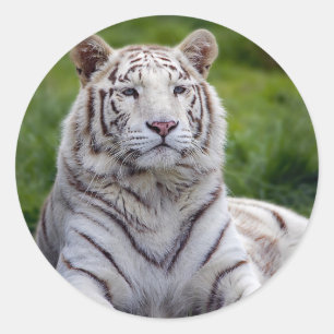 Mooie foto van White Tiger Ronde Sticker