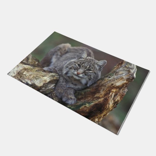 Mooie foto van Wild Bobcat Deurmat (Schuin)