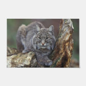 Mooie foto van Wild Bobcat Deurmat (Voorkant)