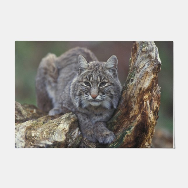 Mooie foto van Wild Bobcat Deurmat (Voorkant)