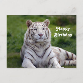 Mooie foto van witte tijger verjaardag briefkaart
