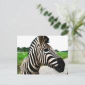 Mooie foto van Zebra Briefkaart (Staand voorkant)