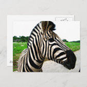 Mooie foto van Zebra Briefkaart (Voorkant / Achterkant)