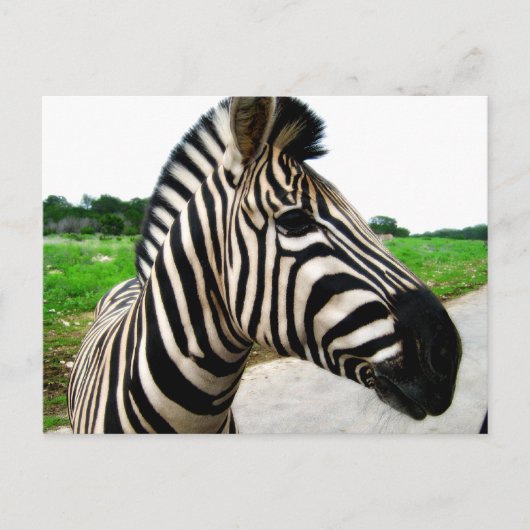Mooie foto van Zebra Briefkaart (Voorkant)