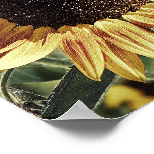 Mooie foto zonnebloem poster (Hoek)