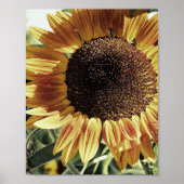 Mooie foto zonnebloem poster (Voorkant)
