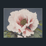 Mooie fotomechanische prints van Peony Flowers Briefkaart<br><div class="desc">Mooie fotomechanische prints van Peony Flowers (1887-1897) van Ogawa Kazumasa.</div>
