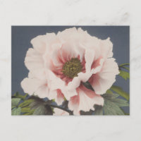 Mooie fotomechanische prints van Peony Flowers