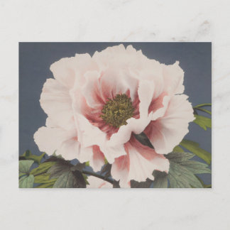 Mooie fotomechanische prints van Peony Flowers Briefkaart