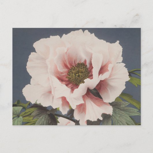 Mooie fotomechanische prints van Peony Flowers Briefkaart (Voorkant)