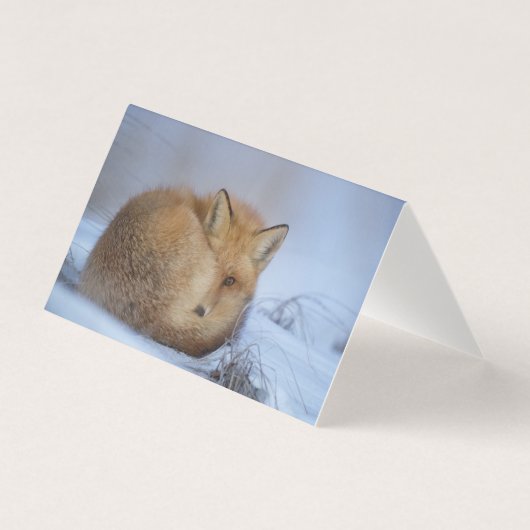 Mooie Fox Blank Kaart (Voorkant)