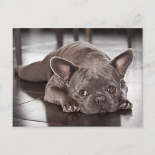 Mooie Franse Bulldog Hond Foto Briefkaart