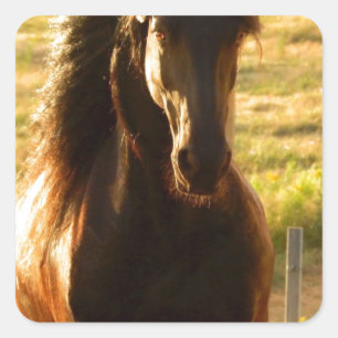 MOOIE FRIESE PAARDENHENGST VIERKANTE STICKER