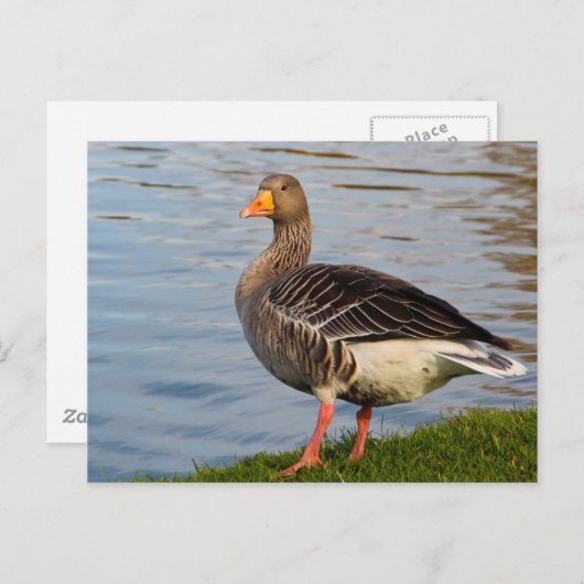 Mooie ganzenvogel briefkaart (Voorkant / Achterkant)