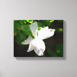 Mooie Gardenia Bloem Canvas Afdruk