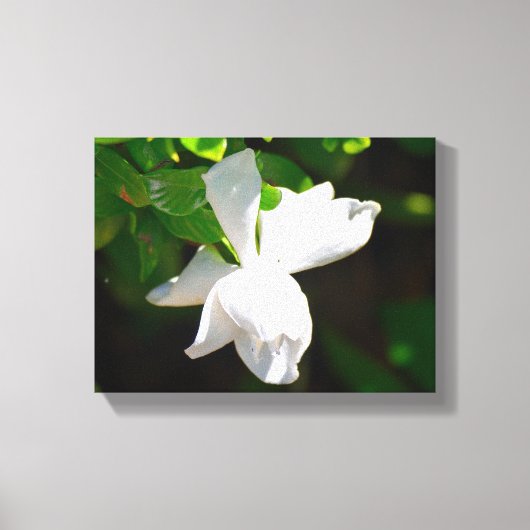 Mooie Gardenia Bloem Canvas Afdruk (Voorkant)