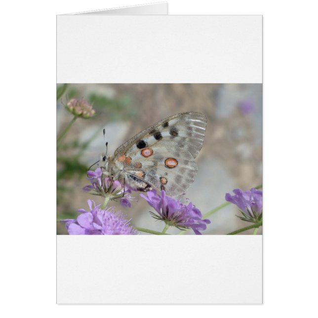 Mooie gebottelde vlinder (Voorkant)